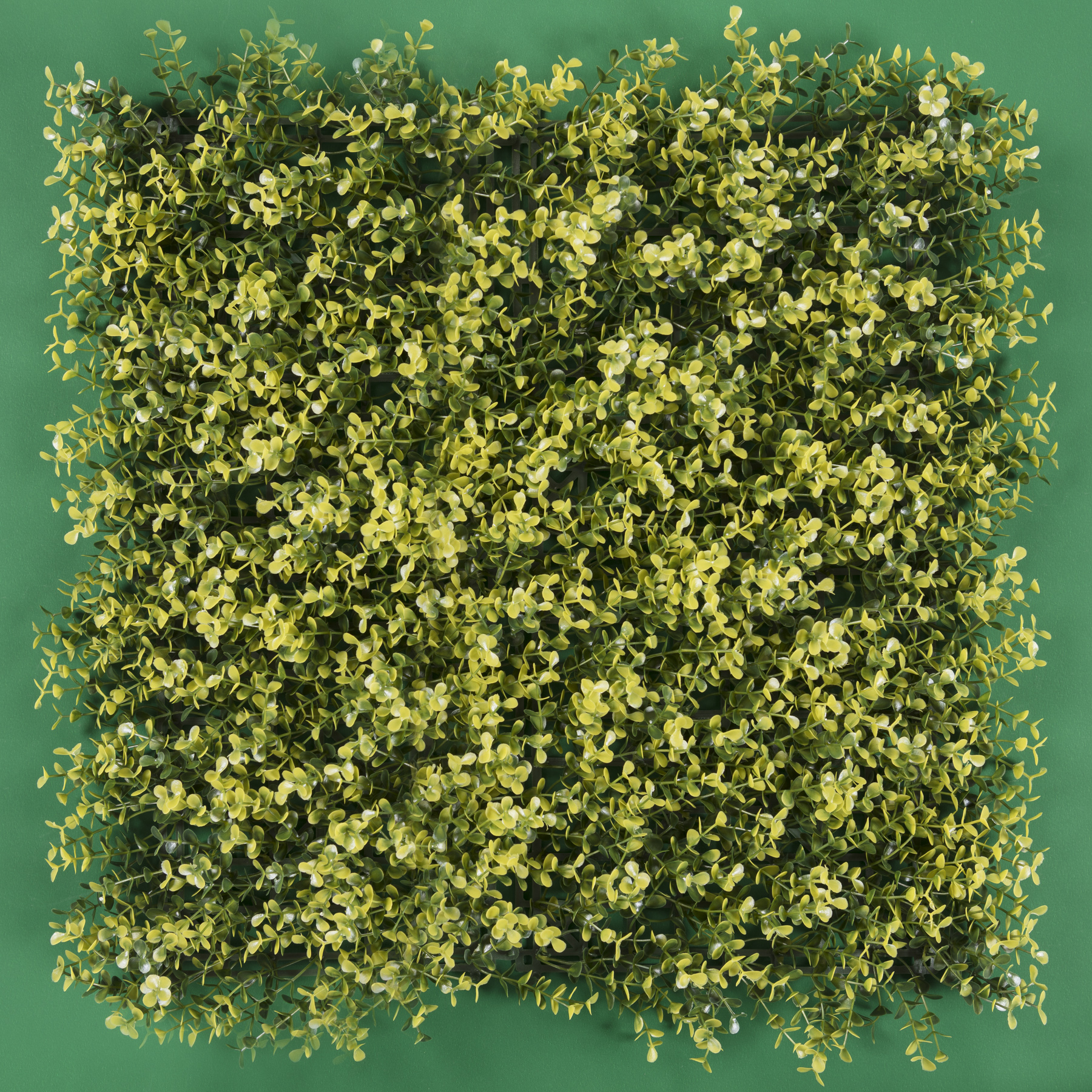Arrayan Amarillo