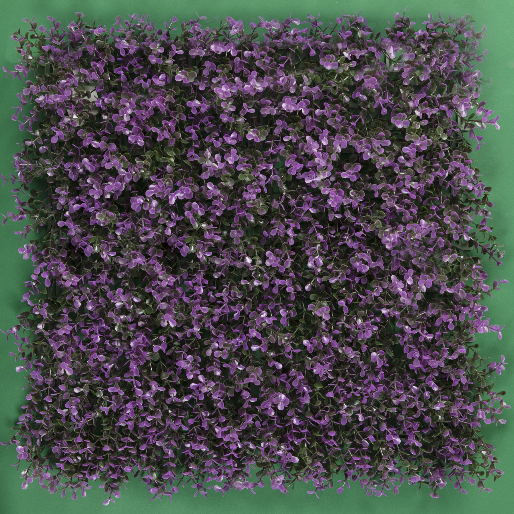Arrayan Morado