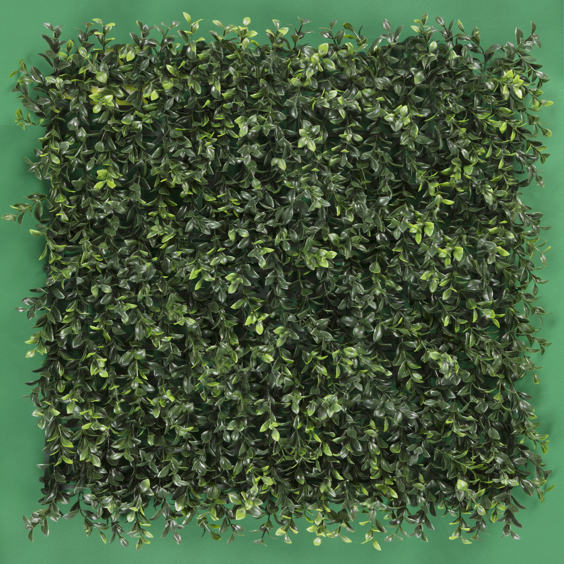 Boxwood